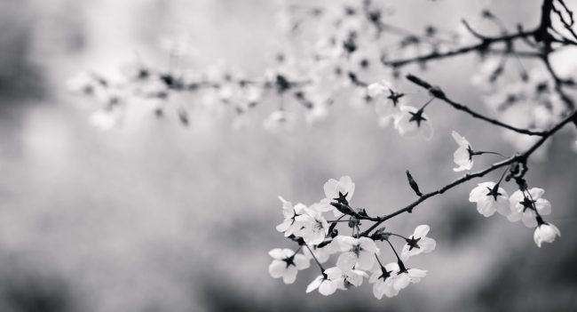 flowers-cherry.jpg